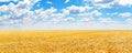 Panorama of golden ears of wheat against the blue sky and clouds Royalty Free Stock Photo