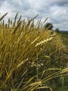 Panorama of a golden wheat field with a tree and a road, countryside Royalty Free Stock Photo