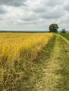 Panorama of a golden wheat field with a tree and a road, countryside Royalty Free Stock Photo