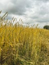 Panorama of a golden wheat field with a tree and a road, countryside Royalty Free Stock Photo