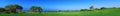 Panorama of Golf field, sea and olives Royalty Free Stock Photo