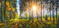Panorama Of Gorgeous Spring sunny summer Forest landscape painting