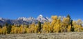 Panorama: Grand Teton with autumn golden aspens,