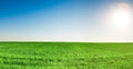 Panorama of grass field under blue sky and sun Royalty Free Stock Photo