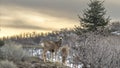 Panorama Gray deers in the wilderness with a shiny lake and cloudy sky in the background