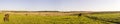 Panorama. Grazed horses.