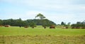 Panorama of grazing cows in a meadow with grass with cloudy blue sky in background Royalty Free Stock Photo