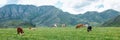 Panorama of grazing cows in mountains in meadows, beautiful landscape of pasture Royalty Free Stock Photo