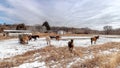 Panorama Grazing horses on snowy and grassy field under vast cloudy blue sky in winter Royalty Free Stock Photo