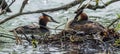 Panorama Great Crested Grebe pair at the brood