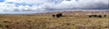 Panorama of Great Sand Dunes National Park and Preserve Royalty Free Stock Photo