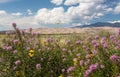 Panorama of Great Sand Dunes NP Royalty Free Stock Photo