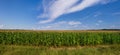 Panorama of green corn field under picturesque sky at sunny summer day Royalty Free Stock Photo