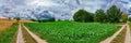 Panorama of a green field with blue sky and white clouds in the background Royalty Free Stock Photo