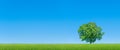 Panorama of green field with solitary tree Royalty Free Stock Photo