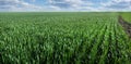 Panorama of green field with winter wheat, traces of agricultural machinery, early spring sprouts and cloudly sky Royalty Free Stock Photo