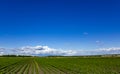 Panorama of a green field with young seedlings of agricultural crops Royalty Free Stock Photo