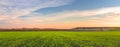 Panorama of a green field of young wheat sprouts, harvesting in the fields on the horizon and the sky in sunset colors Royalty Free Stock Photo