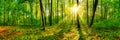 Beautiful forest panorama in spring with bright sun Royalty Free Stock Photo