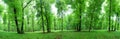 Panorama of  green forest at spring landscape Royalty Free Stock Photo