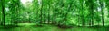 Panorama of  green forest at spring landscape Royalty Free Stock Photo