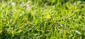 Panorama green grass with dew drops in sunlight on a autumn mea