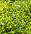 Panorama green grass with dew drops in sunlight on a spring me