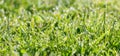 Panorama green grass with dew drops in sunlight on a spring mead Royalty Free Stock Photo
