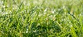 Panorama green grass with dew drops in sunlight on a spring mead Royalty Free Stock Photo