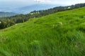 Panorama with green hills at Vitosha Mountain, Bulgaria