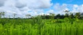 Panorama of green hogweed and grass against a blue sky background. Royalty Free Stock Photo