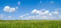 Panorama green meadows and fields. White clouds in the blue sky Royalty Free Stock Photo