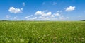 Panorama green meadows and fields. White clouds in the blue sky Royalty Free Stock Photo
