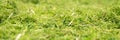 Panorama, green mossy and weedy meadow