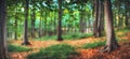 Panorama of green mountain forest and old trees Royalty Free Stock Photo