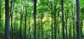 Panorama of green mountain forest with the sunlight through the Royalty Free Stock Photo