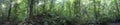 Panorama of green rainforest deep inside the Parque Nacional Corcovado in Costa Rica