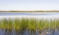 Panorama of green reed grow in a lake Royalty Free Stock Photo