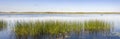 Panorama of green reed grow in a lake Royalty Free Stock Photo