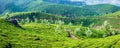 Panorama of green tea plantations on sunrise in Kerala, India Royalty Free Stock Photo