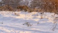 Panorama Ground with thick layer of fresh white snow illuminated by golden sun at sunset