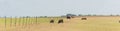 Panoramic view pasture raised cows grazing grass on ranch with wire fence in Waxahachie, Texas, USA