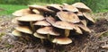 Panorama of group of fungi hypholoma fasciculare