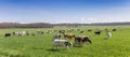 Panorama of a group of Holstein cows in the hills of Gaasterland Royalty Free Stock Photo
