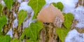 Panorama Heart shaped vines growing on the brown trunk of a tree with algae and snow