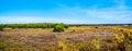 Panorama of the heather fields and forests in the Hoge Veluwe nature reserve