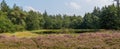 Panorama of heathland, lake and forest