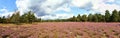 Panorama of heide meadow, cloudy sky and trees