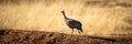 Panorama of helmeted guineafowl running up bank Royalty Free Stock Photo