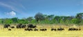 Beautiful African panorama with elephants and wildebeest